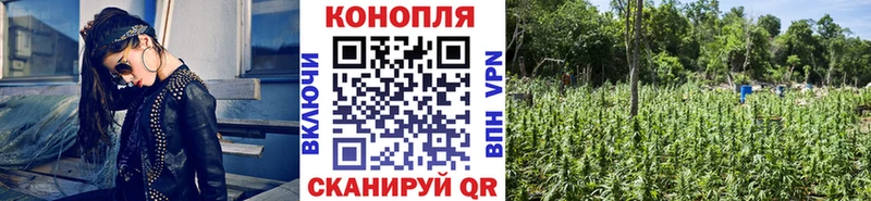 Канабис семена  Рошаль 